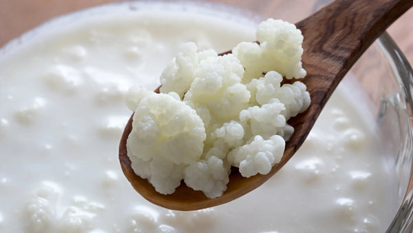 Kefir Grains (pre-order) Click & Collect Only